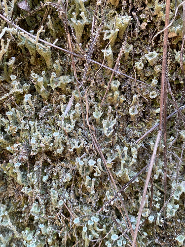 iNaturalist observation photo of pixie cup and reindeer lichens