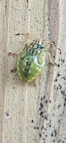 Parent Bug