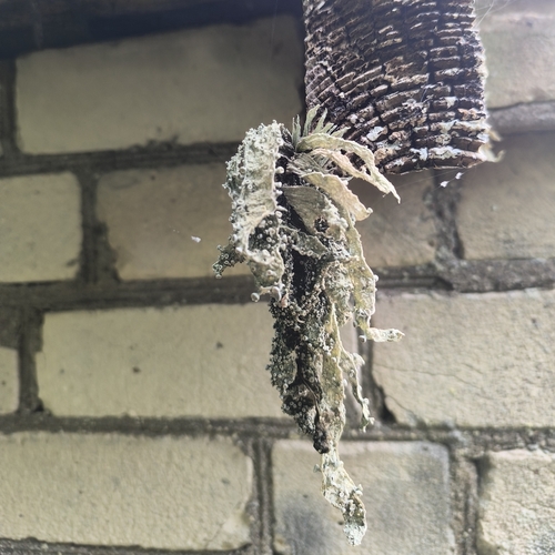 Cartilage Lichen