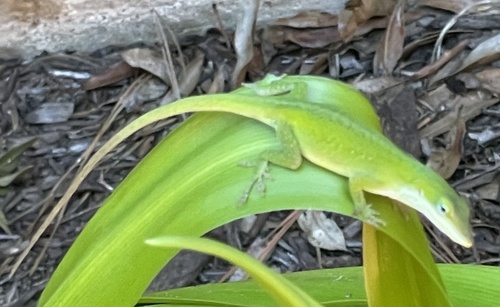 Green Anole