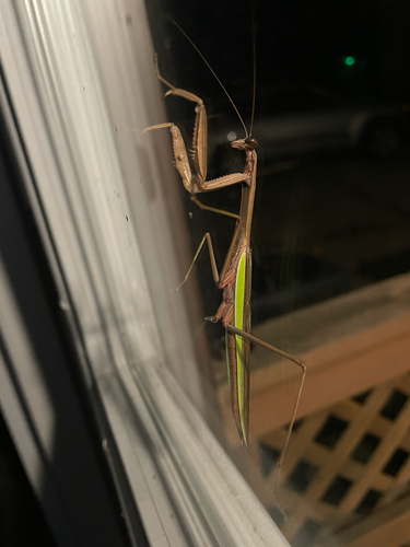 Chinese Mantis
