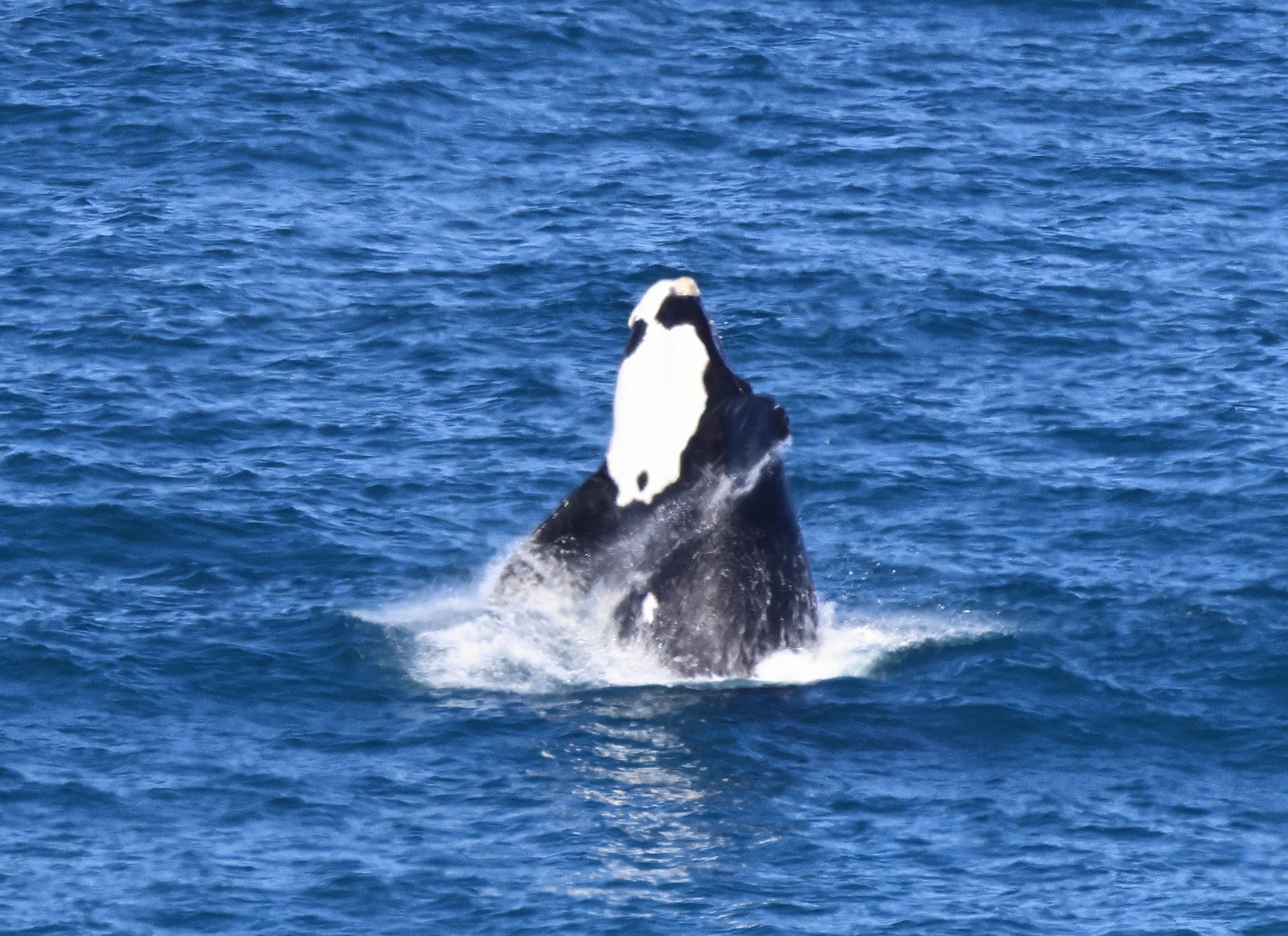 Eubalaena australis