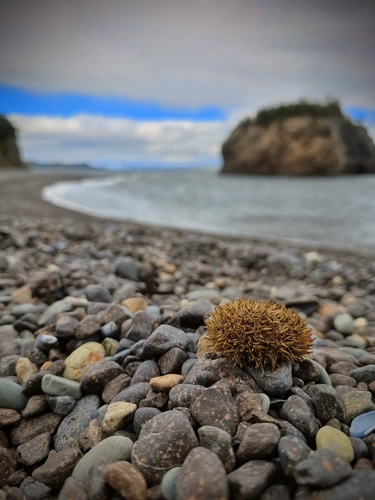 Arctic Green Sea Urchin