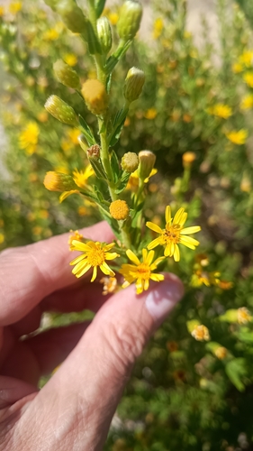false yellowhead