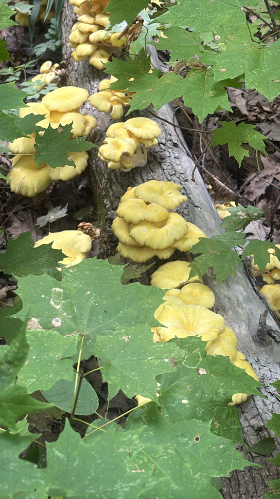 Golden Oyster Mushroom · September 2026 · photo: Photo: (c) Jude Kesl, some rights reserved (CC BY) · iNaturalist
