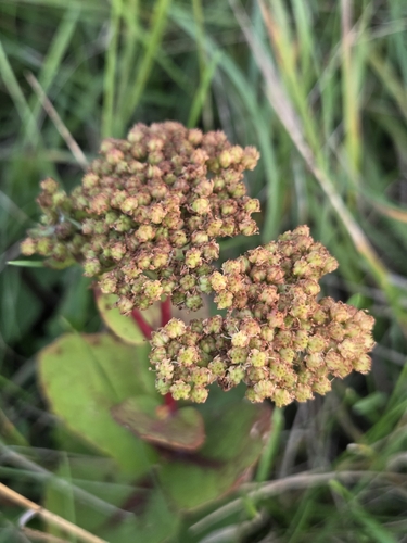 Great Stonecrop