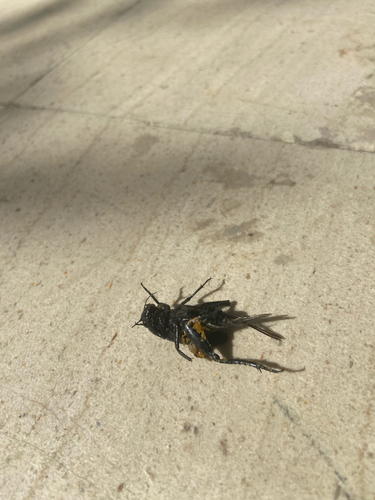Southern Field Cricket
