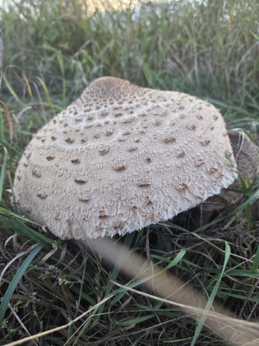 Parasol