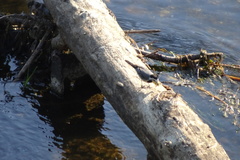 Motacilla alba