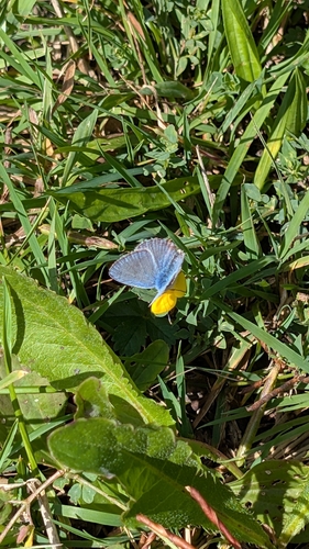 Common Blue