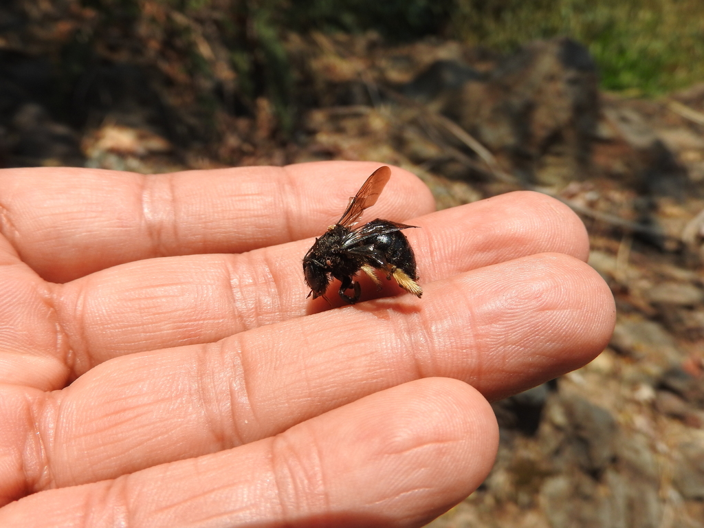 Xylocopa tabaniformis melanura