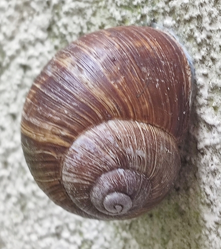 Roman Snail