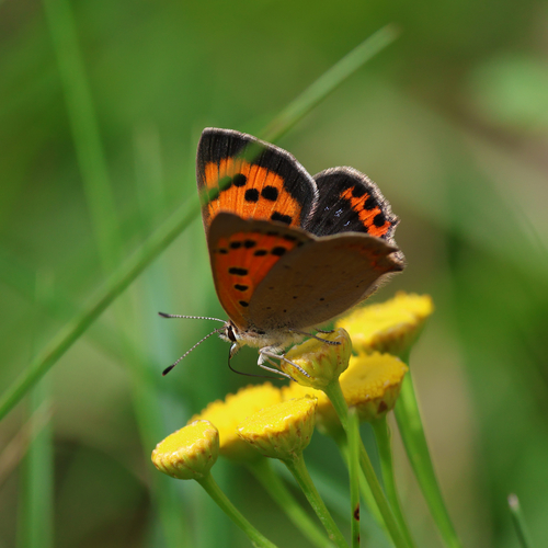 Small Copper