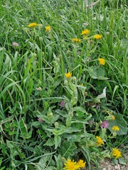 Crepis pyrenaica, photograph (c) Wolfgang Ahlmer, some rights reserved (CC BY)