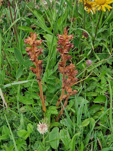 Orobanche gracilis, photograph 2