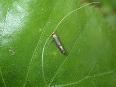Nematopogoninae