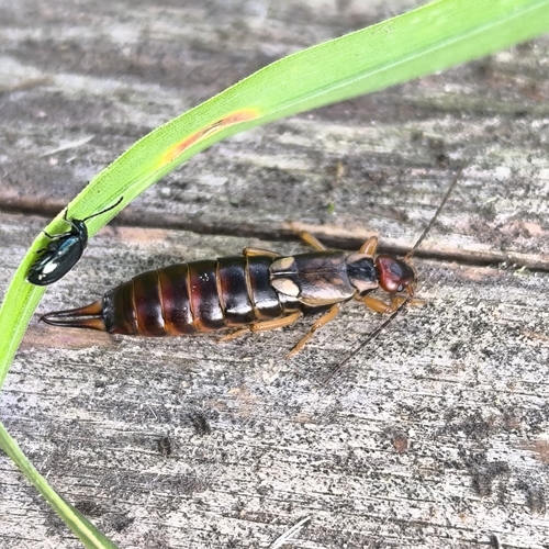 European Earwig