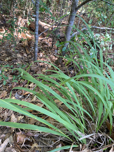 Longleaf Woodoats