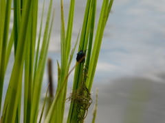 Canthophorus melanopterus