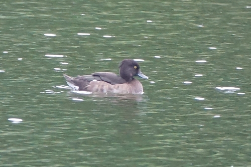 Tufted Duck