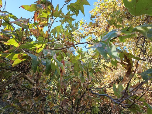 Platanus racemosa, photograph 6