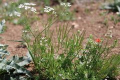 Bifora radians