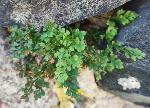 wall-rue