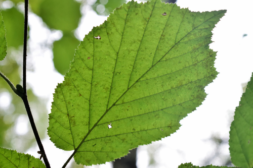 Наблюдение на iNaturalist