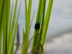 Canthophorus melanopterus