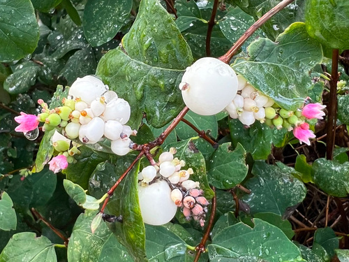 Common Snowberry