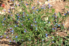 Anchusa thessala