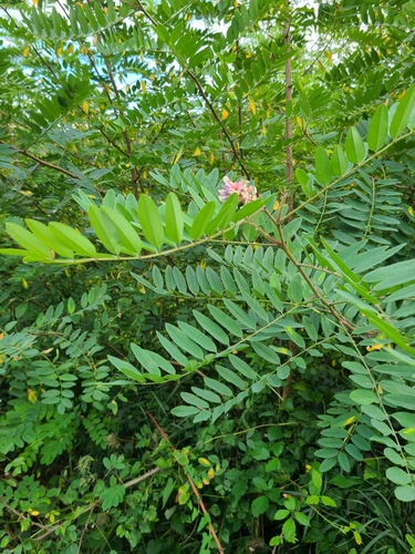 Robinia viscosa, photograph 1