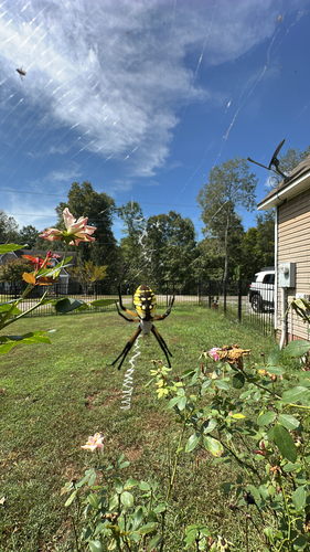 Yellow Garden Spider
