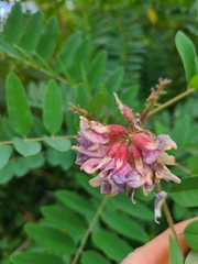 Robinia viscosa, photograph (c) Daniel Linzbauer, some rights reserved (CC BY)