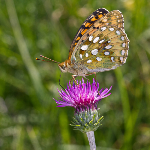 Dark Green Fritillary (Argynnis aglaja) · iNaturalist