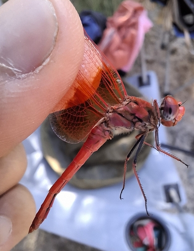 Orange-winged Dropwing