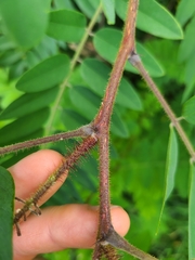 Robinia viscosa, photograph (c) Daniel Linzbauer, some rights reserved (CC BY)