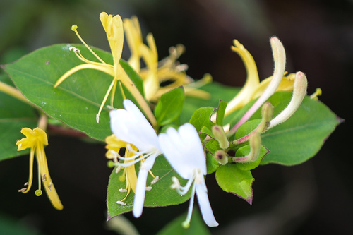 Japanese honeysuckle