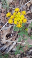 Lomatium grayi