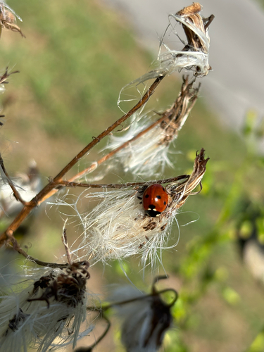 Seven-spotted Lady Beetle