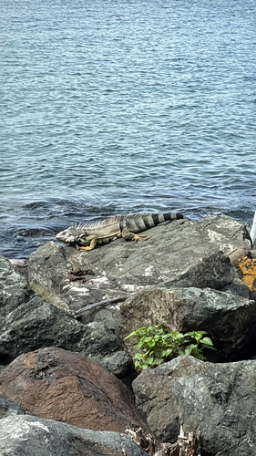 Green Iguana