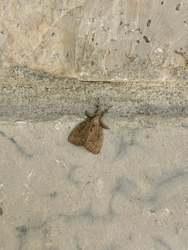 White-marked Tussock Moth