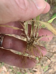 Anthoxanthum aristatum