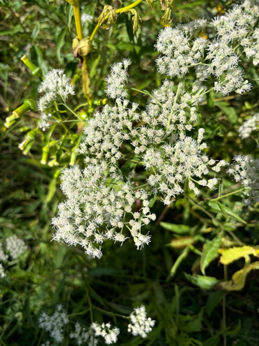 late boneset