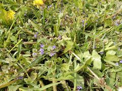 Glechoma hederacea