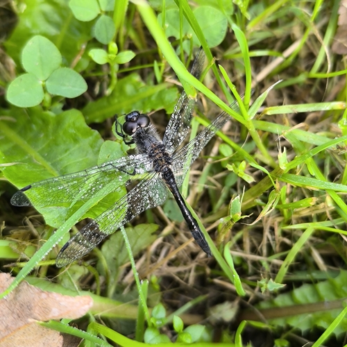 Black Meadowhawk