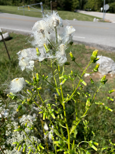 American burnweed