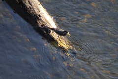 Motacilla alba