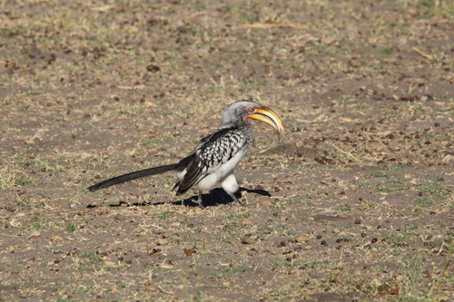 Southern Yellow-billed Hornbill