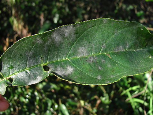 Erysiphe friesii observed 2026-08-27